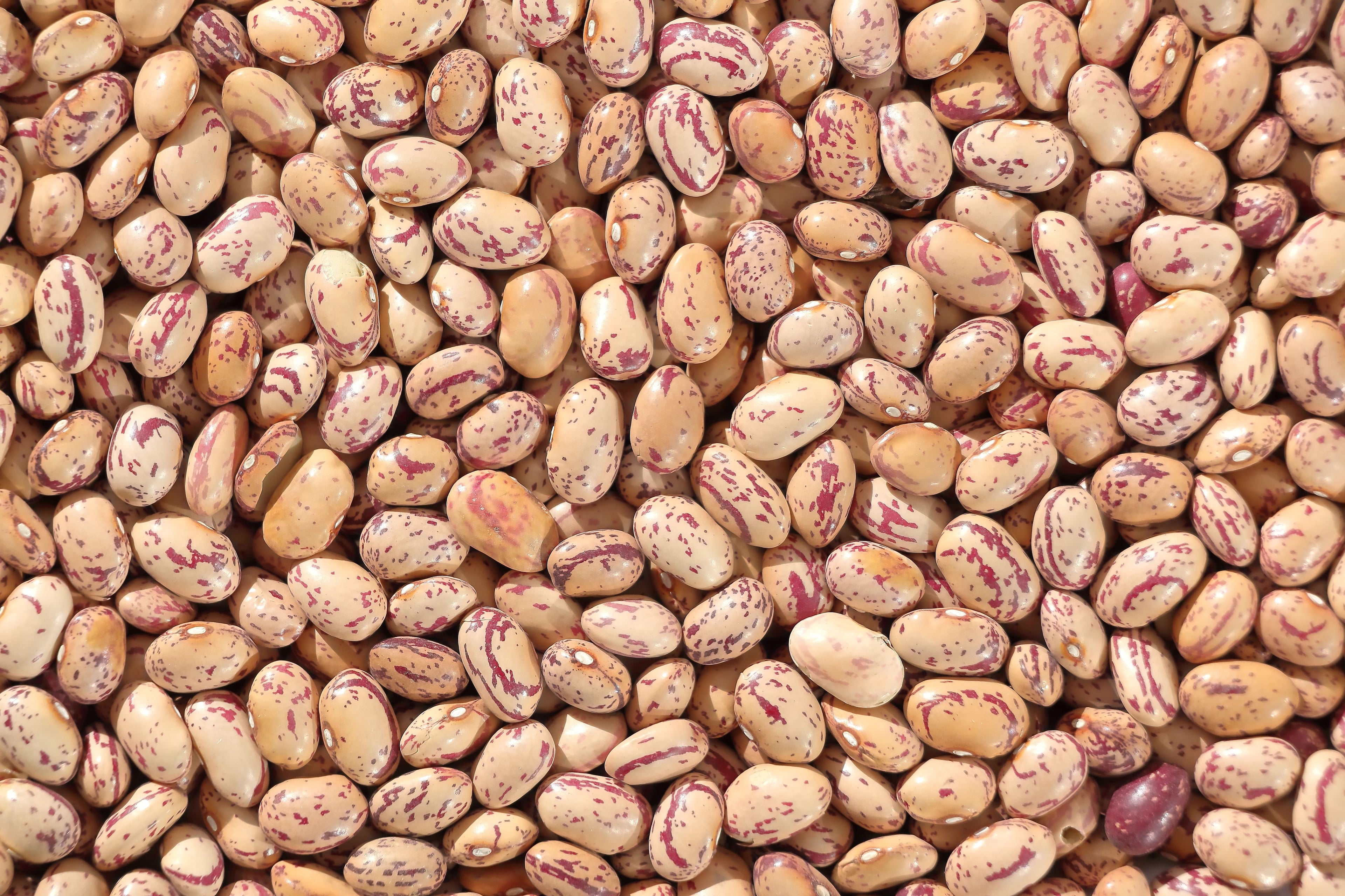 Rajma